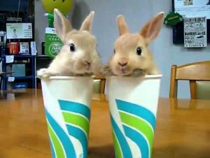 bunnies in cups We may be hardened gamers, content to bitch-slap our slave-girls till the cows come home but two bunnies in cups are still cute enough to make us go awwwwwww