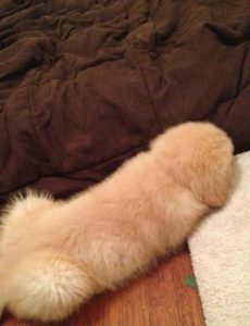 penisdog Sometimes I worry about Gow and the pictures he sends me of penis shaped dogs